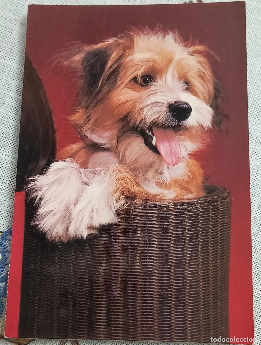 Postales: POSTAL | PERRITO EN CESTA / CYZ 7664/29-D