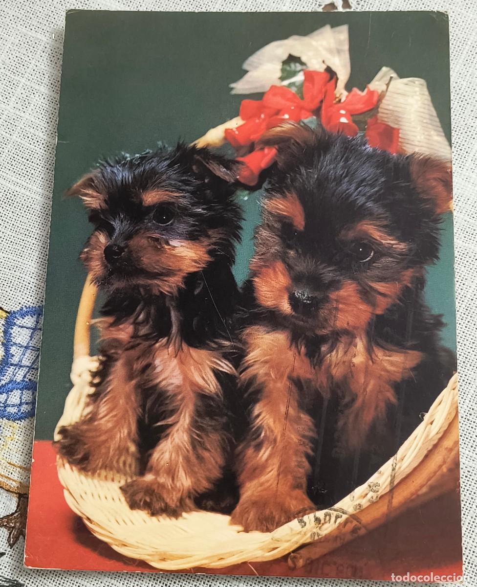 Postales: POSTAL | PERRITOS EN CESTA / COLECCI&Oacute;N PERLA