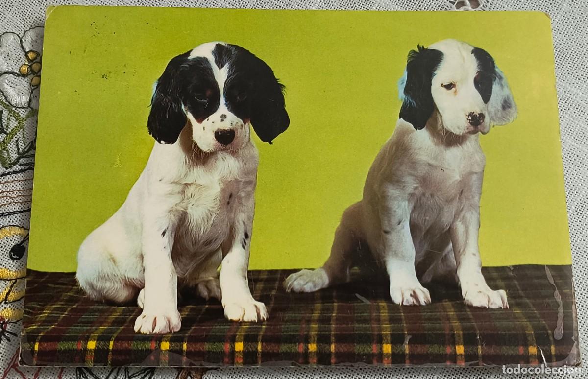 Postales: POSTAL | PERRITOS EN MANTA