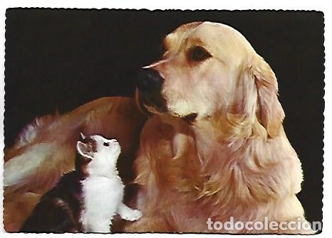 Postales: PERRO CON GATO OBSERVADOR