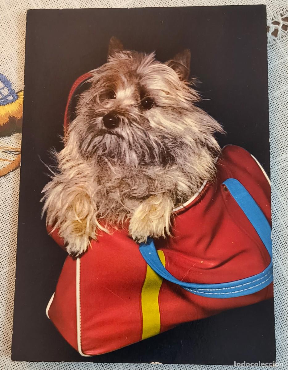 Postales: POSTAL | PERRITO EN BOLSA