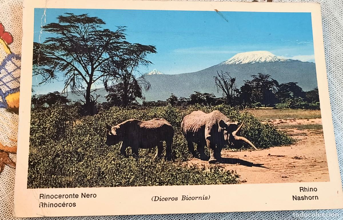 Postales: POSTAL | RINOCERONTES NEGROS