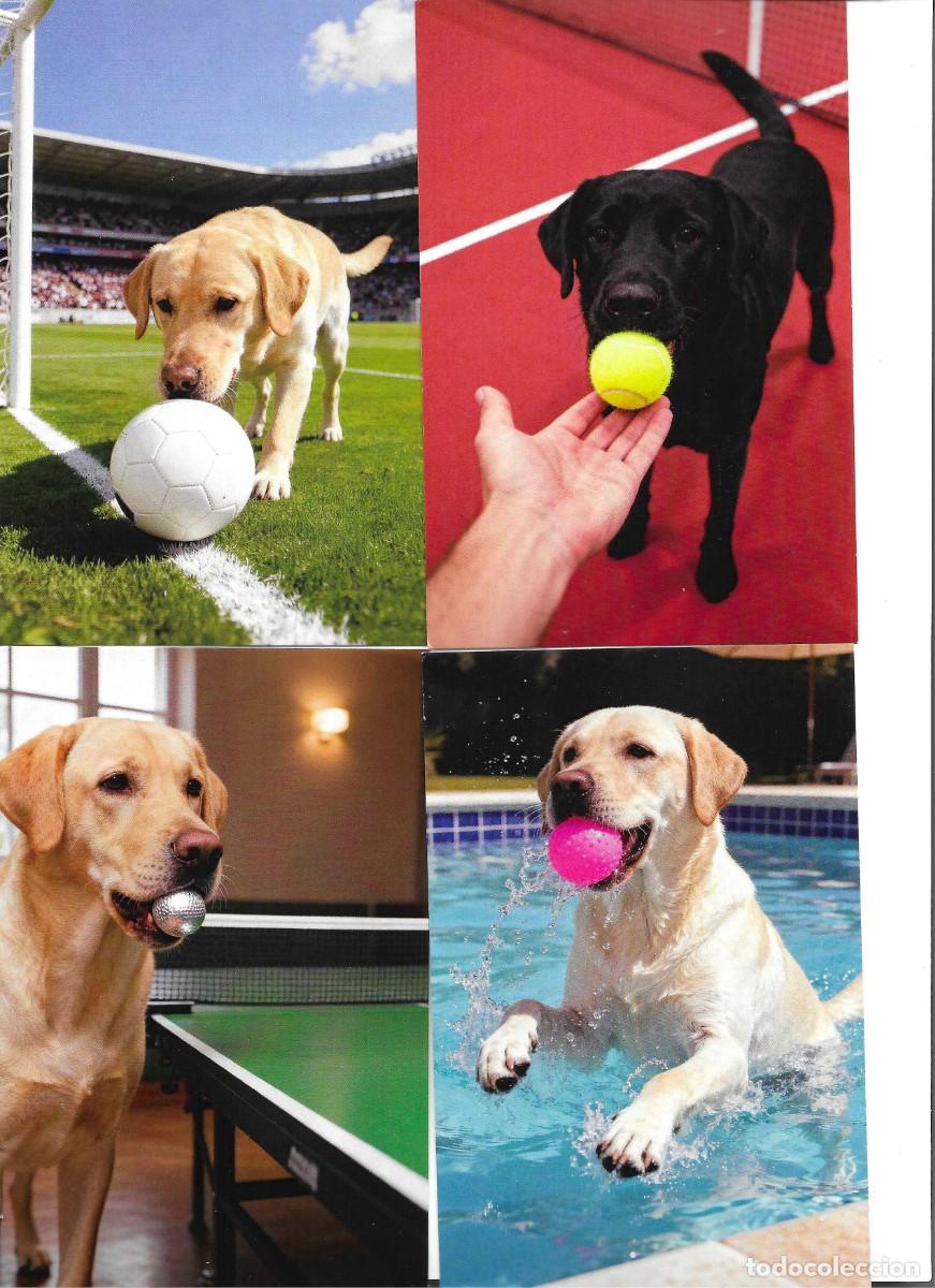 Postales: Perros deportistas, para amantes de los deportes. Lote de 15 postales modernas, todas diferents.