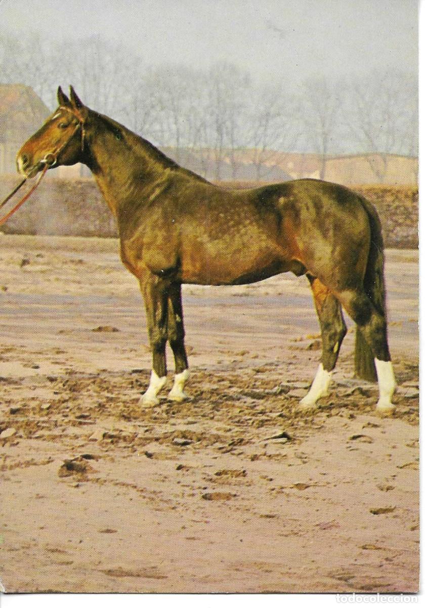 Postales: Caballo. Hannover. Warmblut. Moderna postal fotogr&aacute;fica alemana. 10,5 x 15 cms.
