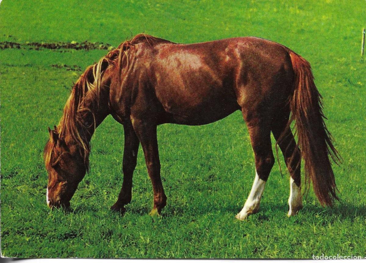 Postales: Caballo pastando. Moderna postal fotogr&aacute;fica alemana. Edit.Kruger. 10,5 x 15 cms.