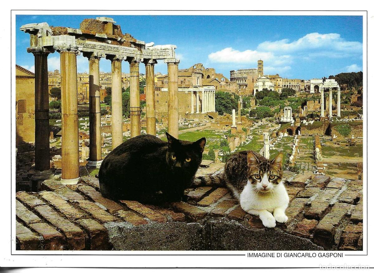 Postales: Gato en Foro Romano. Roma. Moderna postal fotogr&aacute;fica Italiana. 12 x 20 cms.