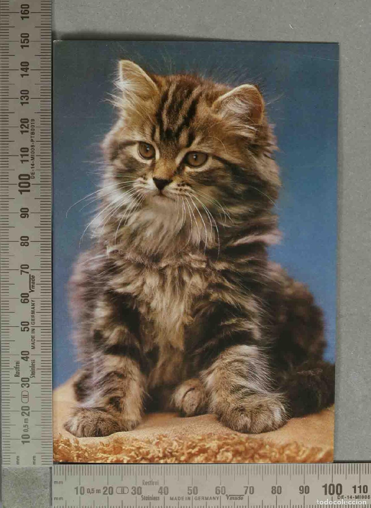 Postales: POSTAL. Gatito de pelo largo