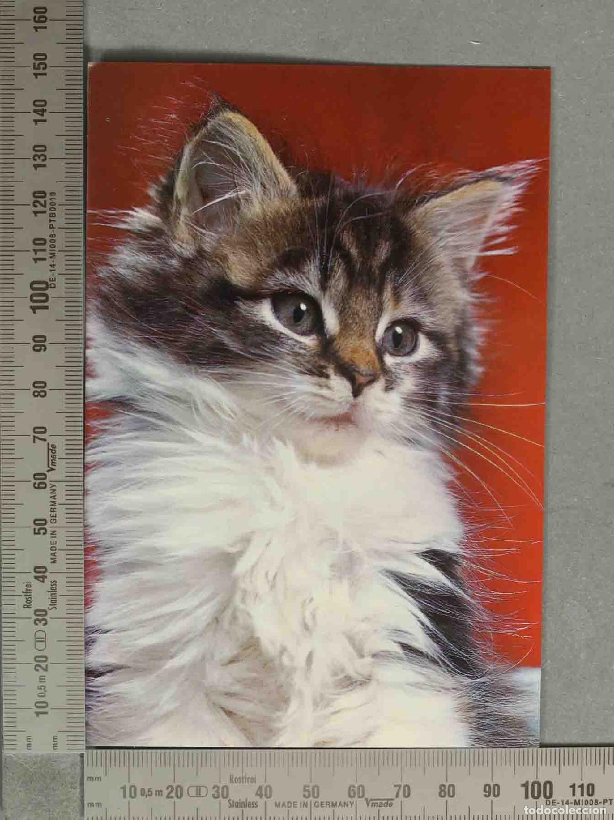 Postales: POSTAL. Gatito de pelaje gris y blanco