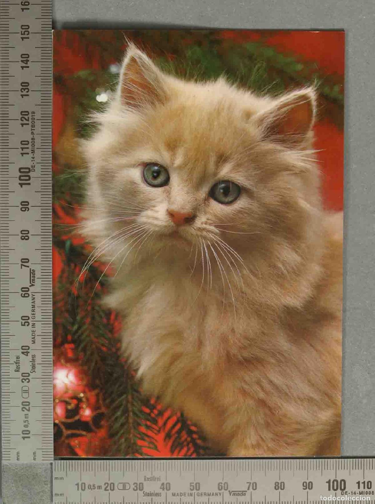 Postales: POSTAL. Gatito rubio de pelo largo