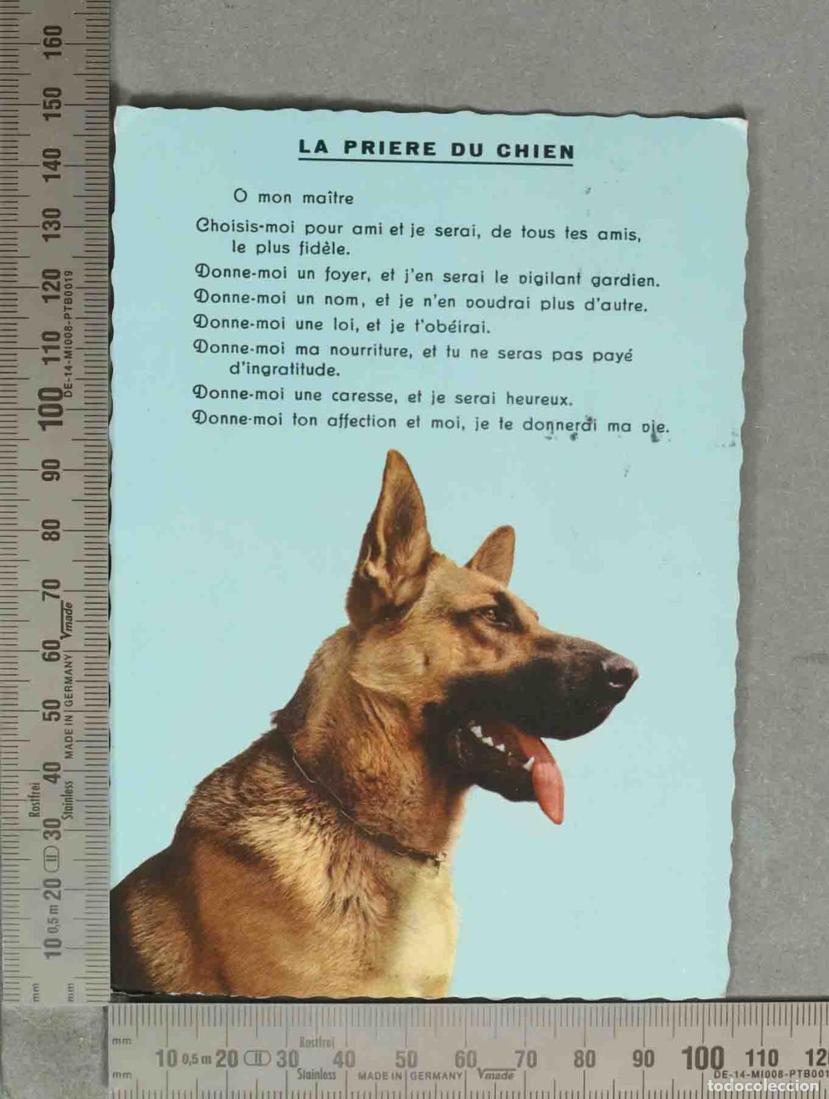 Postales: POSTAL. La Pri&egrave;re du Chien