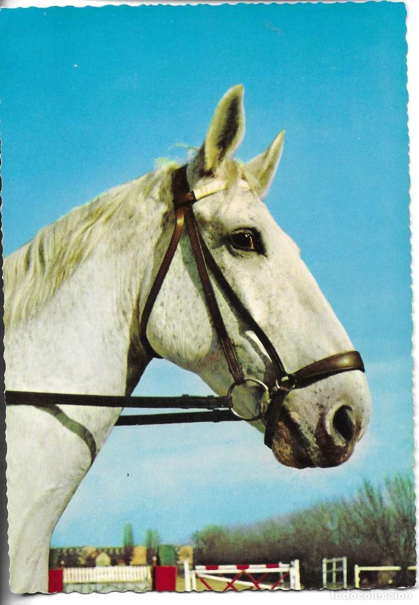 Postales: Cabeza de caballo. Moderna postal fotogr&aacute;fica Alemana. 10 x 15 cms.