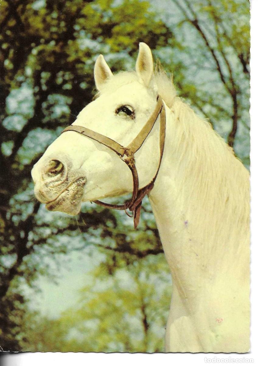 Postales: Cabeza de caballo. Moderna postal fotogr&aacute;fica Alemana. 10 x 15 cms.
