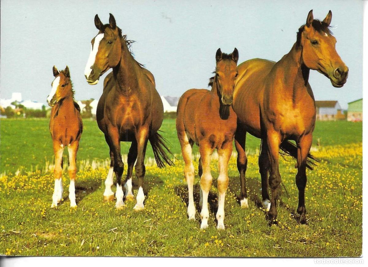 Postales: Caballos y potros en el campo. Moderna postal fotogr&aacute;fica Alemana. 10 x 15 cms.
