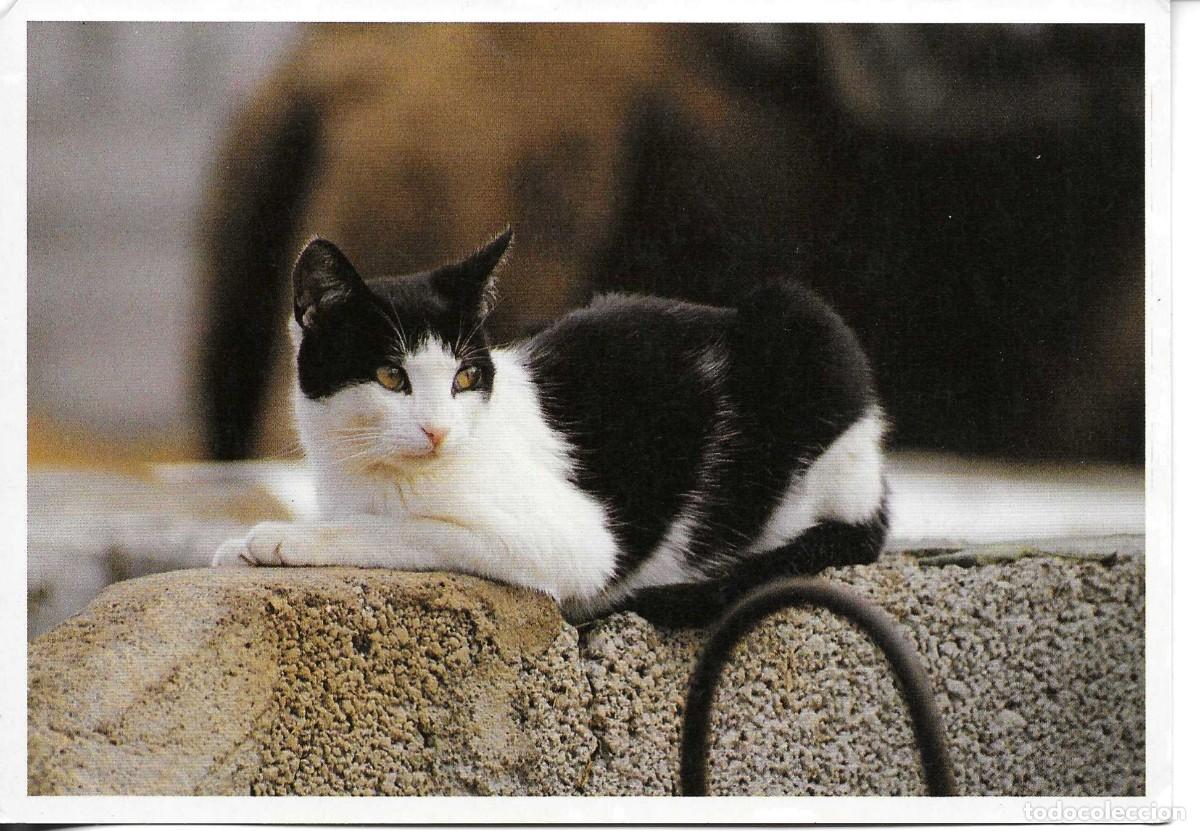 Postales: Gato dom&eacute;stico. Postal fotogr&aacute;fica Alemana. Tama&ntilde;o grande 11,5 x 16. Foto Bernd L.Ricter