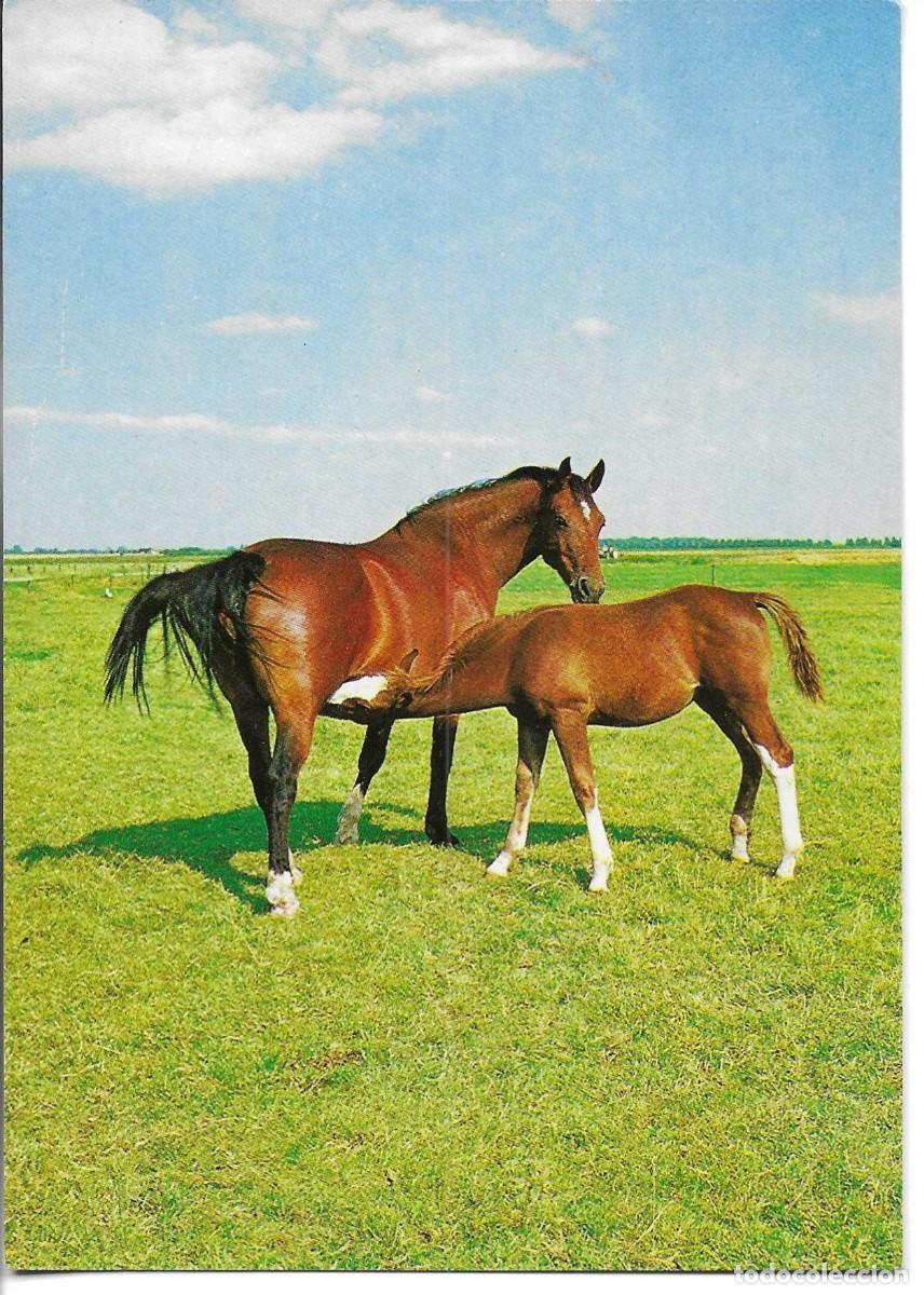 Postales: Caballos. Yegua y potro mamando&rdquo; Moderna postal fotogr&aacute;fica Alemana. 10,5 x 15 cms.