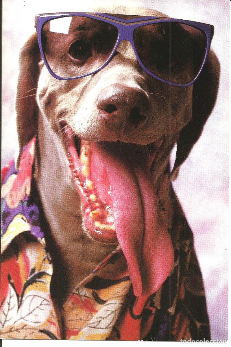 Postales: POSTAL *PET GALLERY* - AMERICAN GREETINGS - DIPTICA, 18,5X12 CM