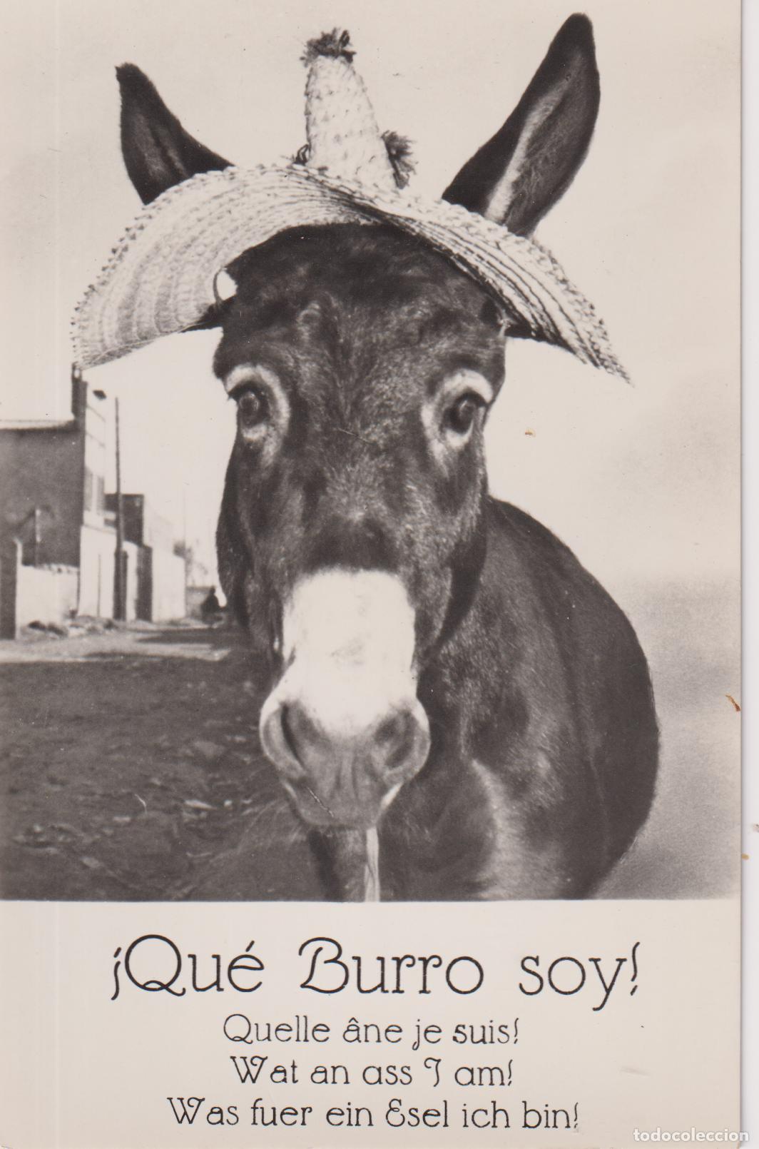 Postales: &iexcl;QUE BURRO SOY! QUELLE &Acirc;NE JE SUIS! - DIST.MUNDI N&ordm;6 - S/C