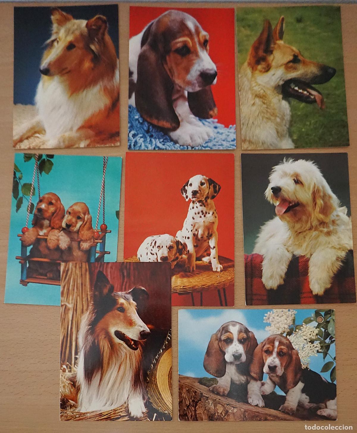 Postales: 8 postales sin circular de perros, sin circular y editadas en los a&ntilde;os 70