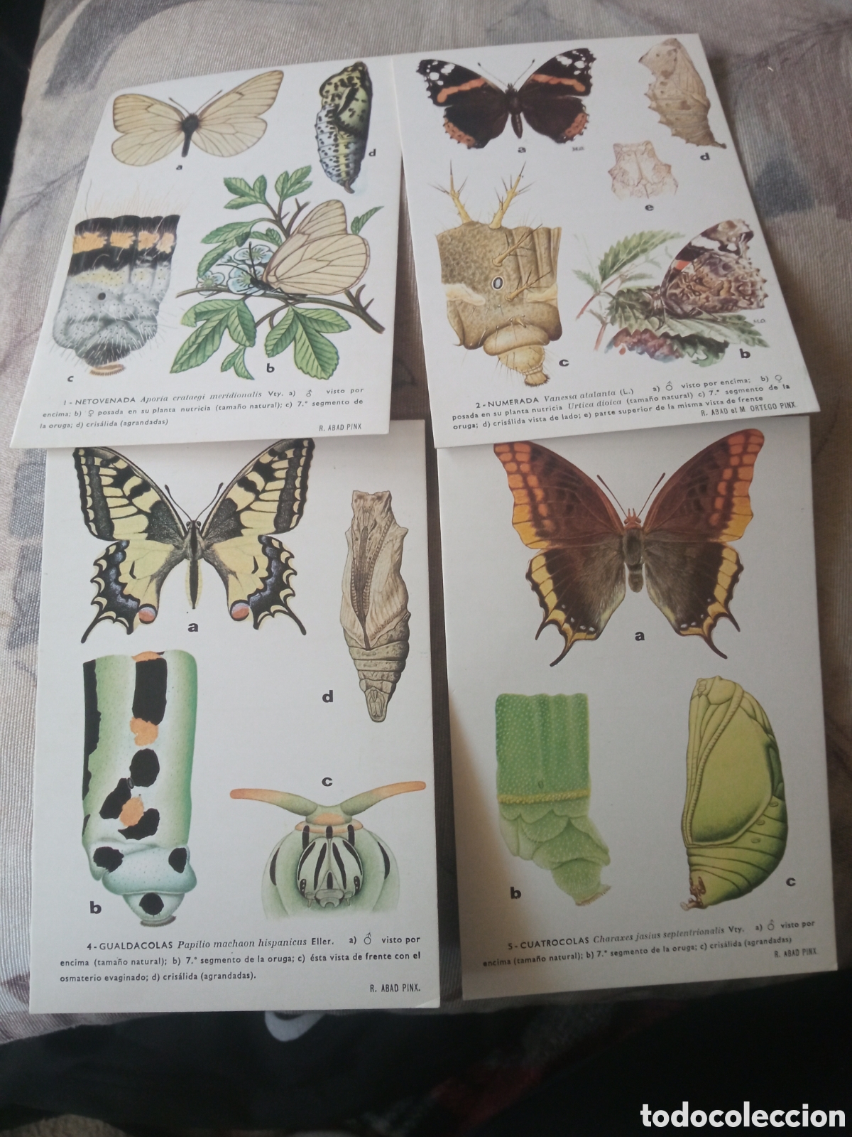 Postales: 4 antiguas postales, Colecci&oacute;n Mariposas, Instituto Espa&ntilde;ol de Entomologia