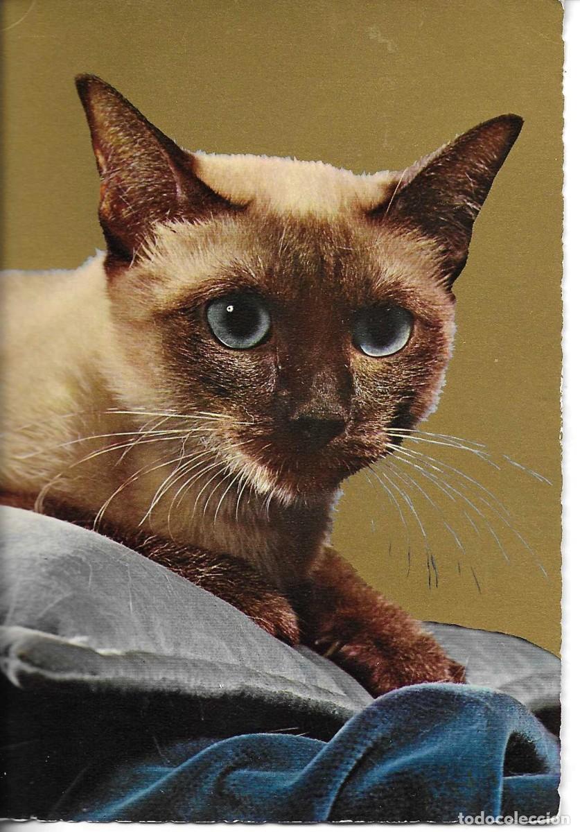 Postales: Animales. Gatos y perros. Lote de 3 postales fotogr&aacute;ficas modernas