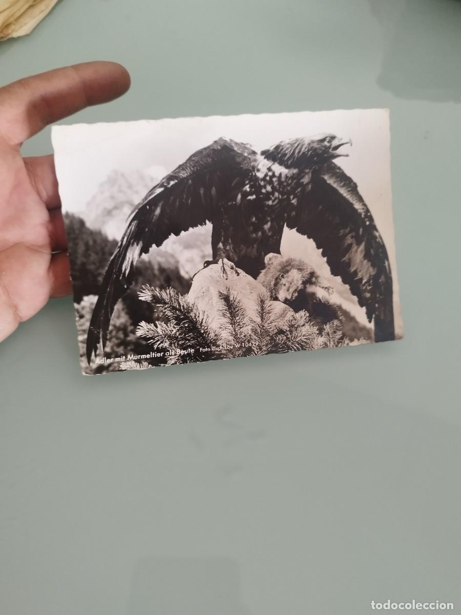Postales: Tarjeta postal de &aacute;guila real con una marmota, identificada como una fotograf&iacute;a de Risch-Lau,