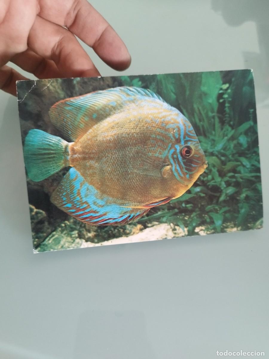 Postales: Tarjeta postal de Paris Aquarium Tropical. SYMPHISODON acquifasciata de l'Amazone.