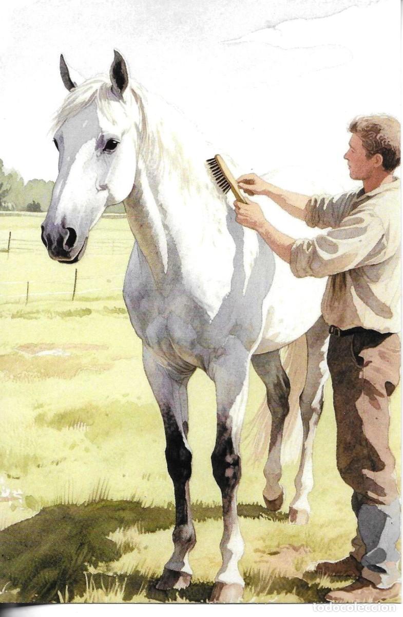 Postales: Hombre cepillando su caballo. Moderna postal ilustrada. 10 x 15 cms.Hecha en China