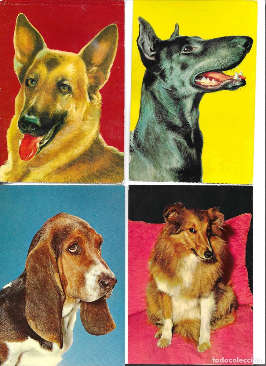 Postales: Animales. Perros. Lote de 8 postales modernas. 1970s. 10x 15 cms.