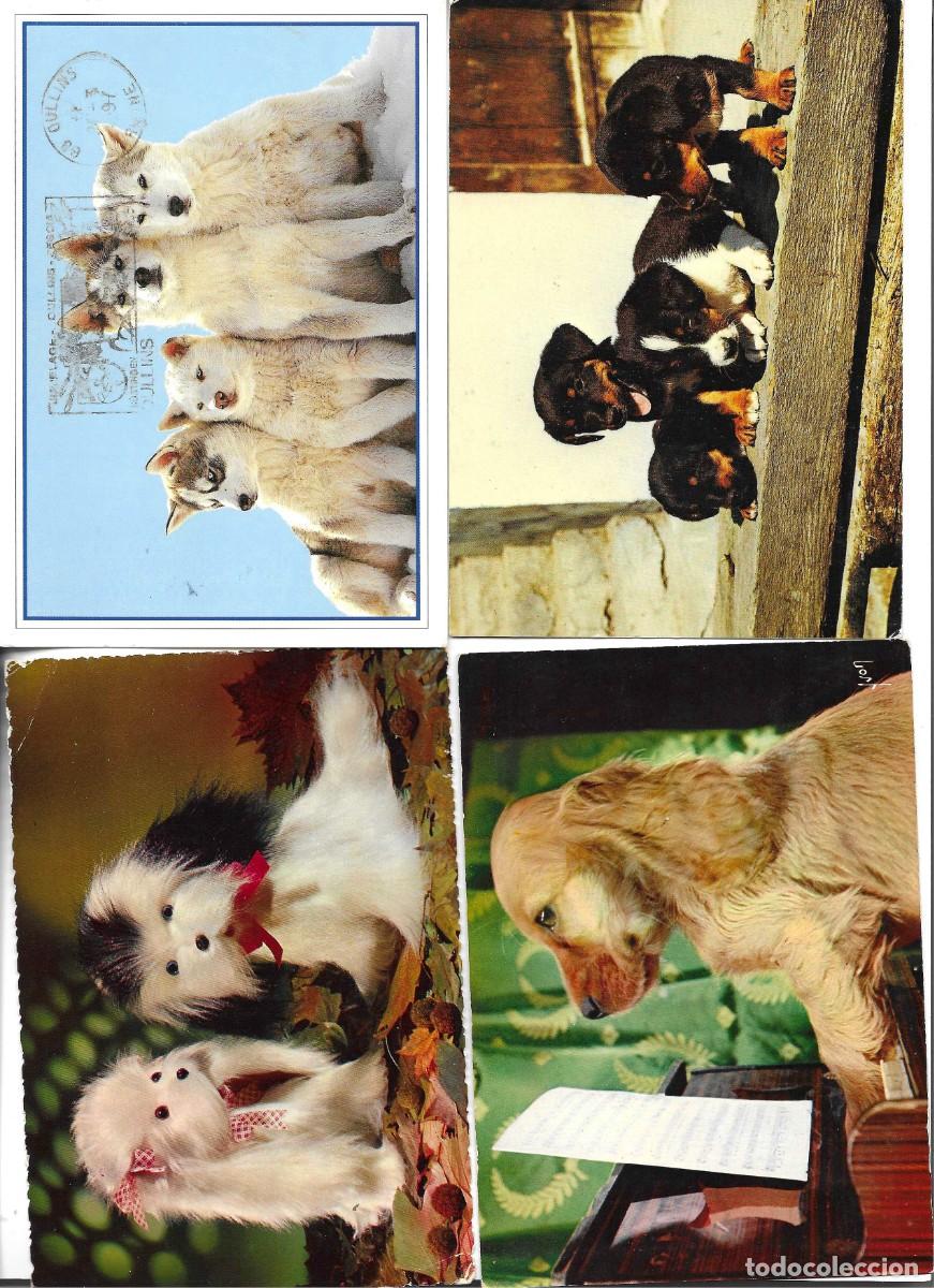 Postales: Animales. Perros. Lote de 8 postales modernas. 1970s. 10x 15 cms.