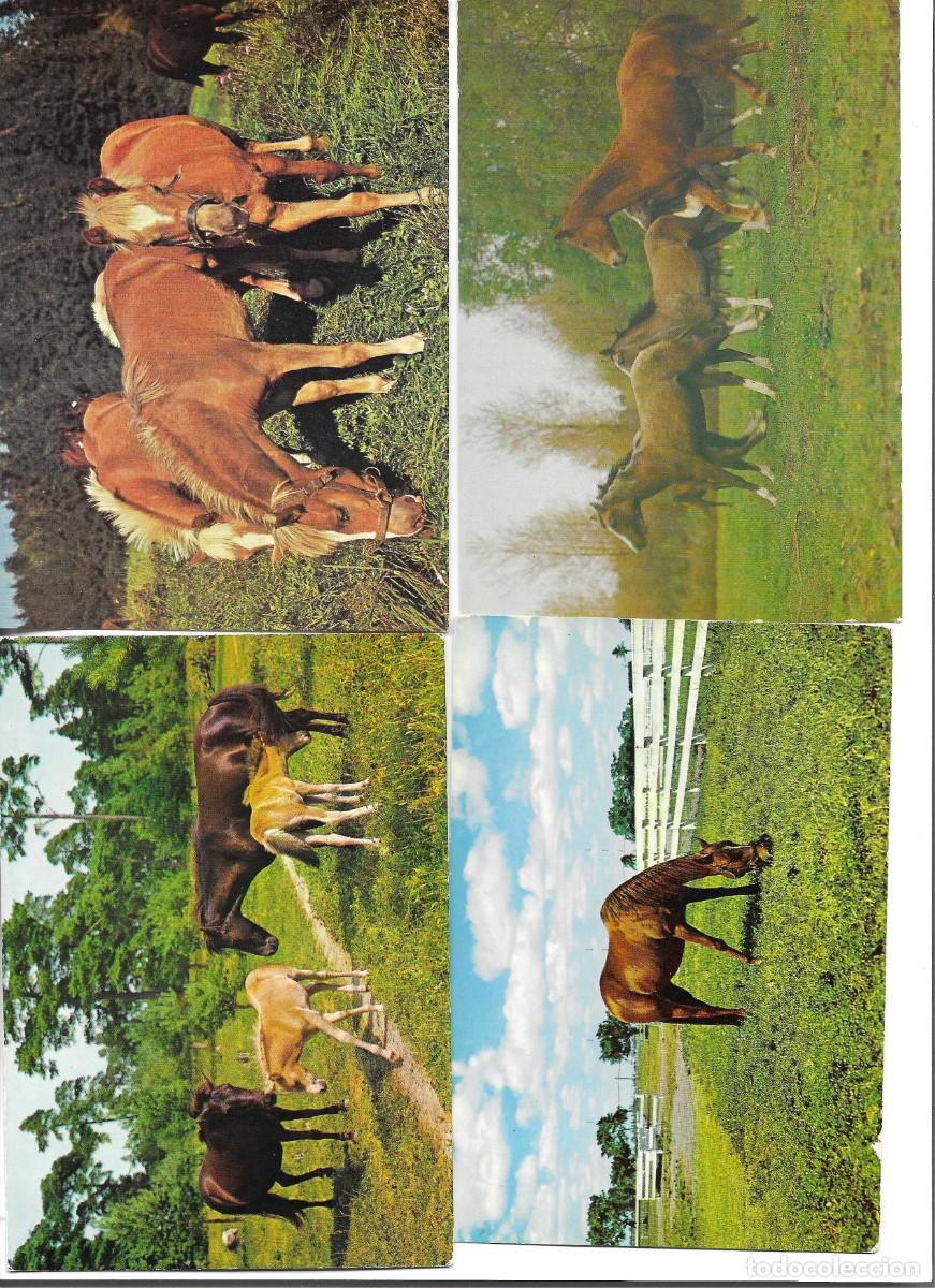 Postales: Animales. Caballos. Lote de 4 postales modernas, Alemanas, 1970s. 10x 15 cms.