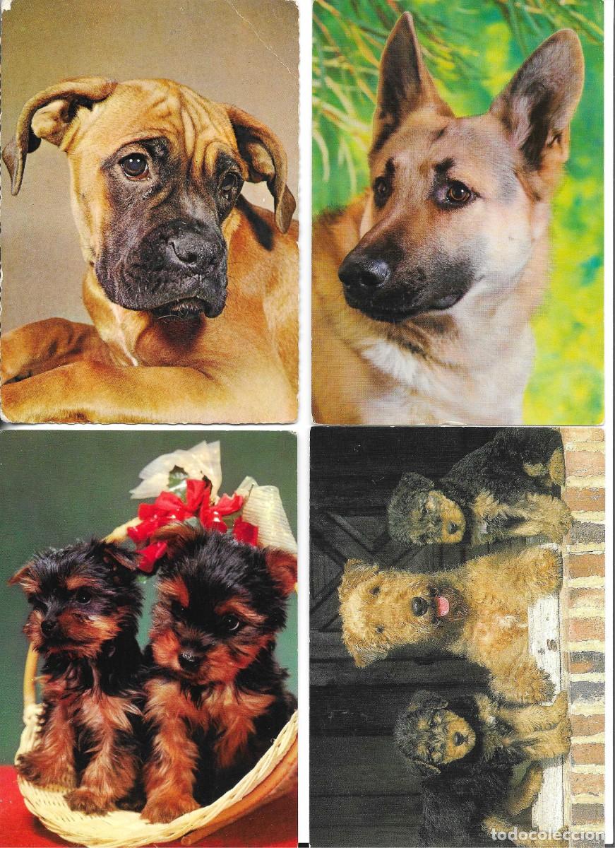 Postales: Animales, Perros. Lot de 4 postales modernas, fotogr&aacute;ficas, 1970s. 10 x 15 cms.