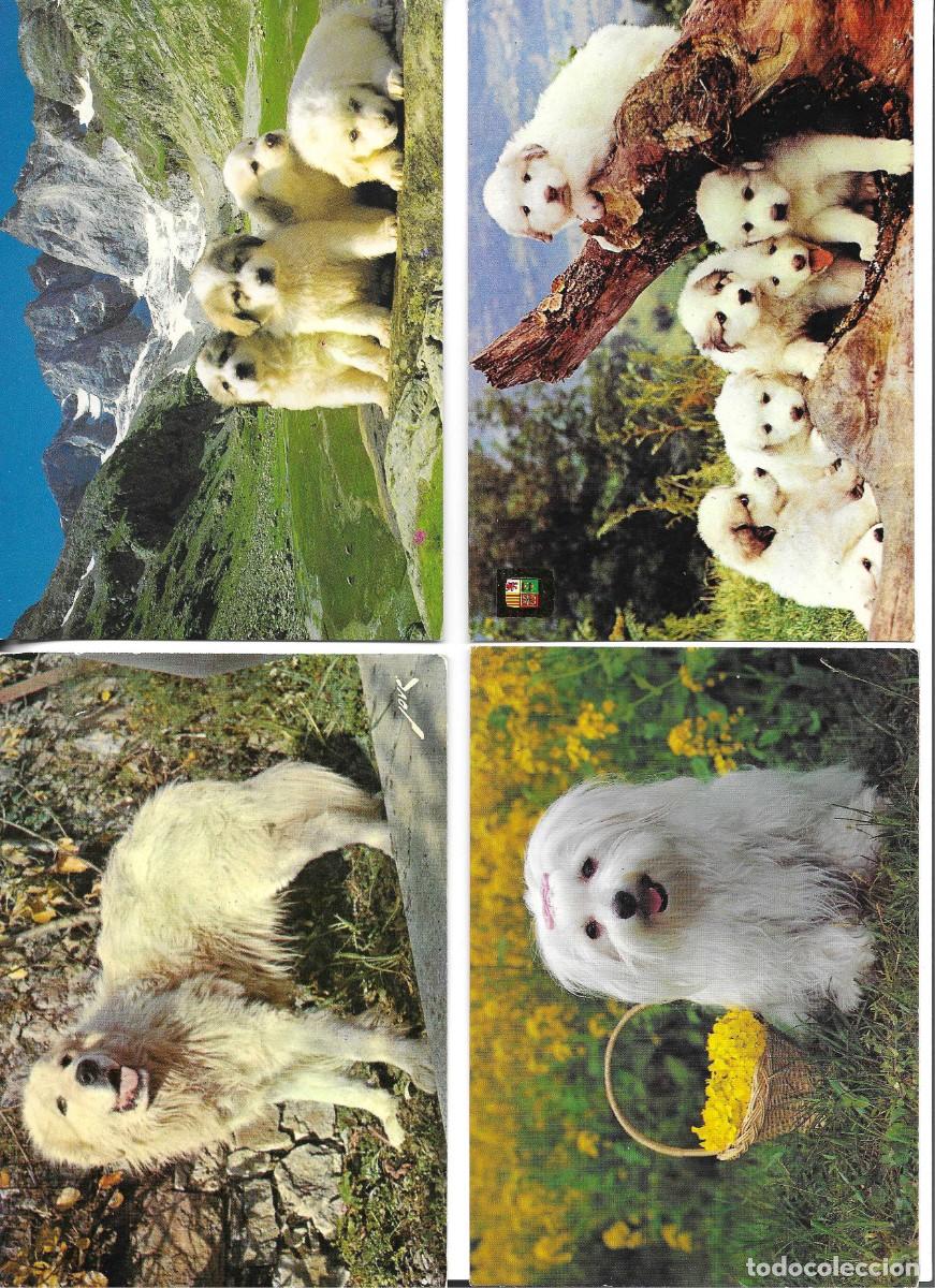 Postales: Animales, Perros. Lot de 4 postales modernas, fotogr&aacute;ficas, 1970s. 10 x 15 cms.