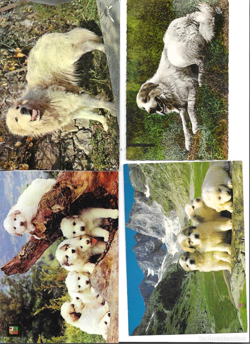 Postales: Perro de los Pirineos. Lot de 4 postales fotogr&aacute;ficas Ffrancesas, 1970s. 10 x 15 cms.