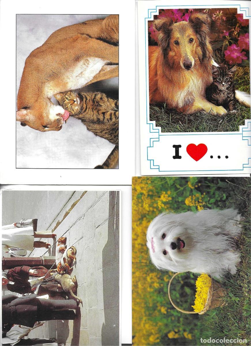 Postales: Perros. Escenas diversas. Lot de 4 postales