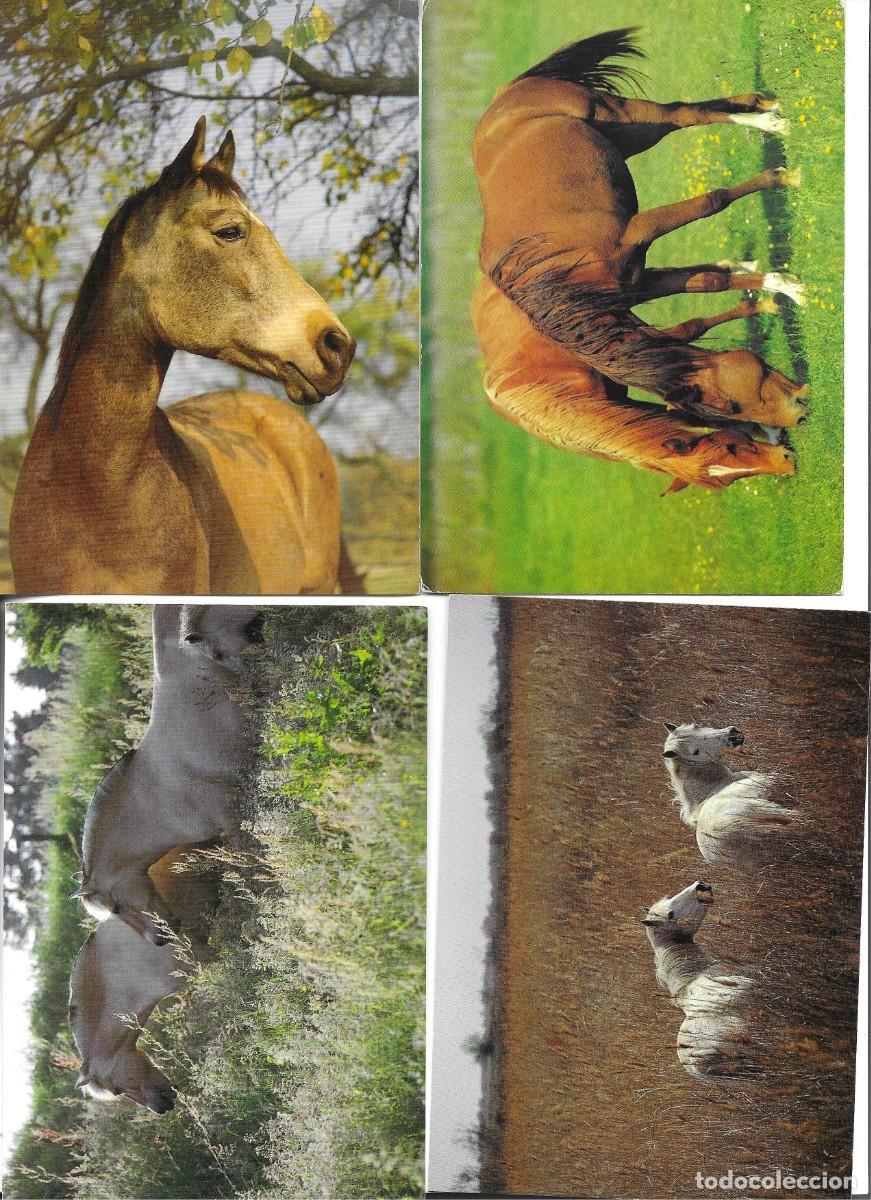 Postales: Caballos. Lote de 4 postales modernas Alemanas. 1970s. fotogr&aacute;f1cas.
