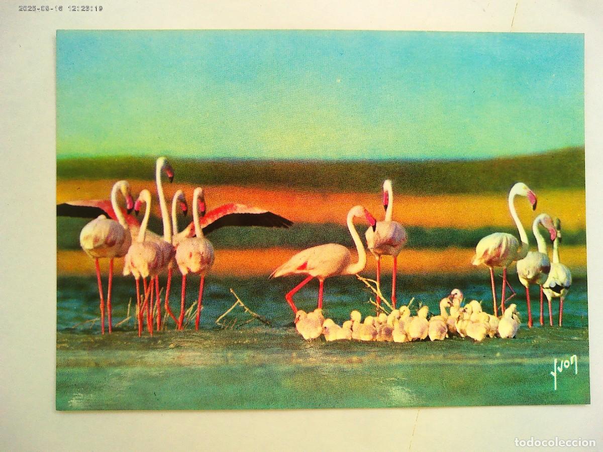 Postales: POSTAL DE FLAMENCOS ROSAS EN LA CAMARGA ( FRANCIA )