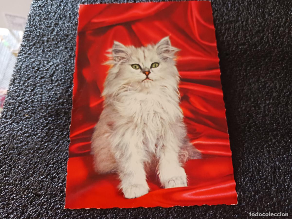 Postales: gato persa blanco, fondo rojo, 1863/1, escrita