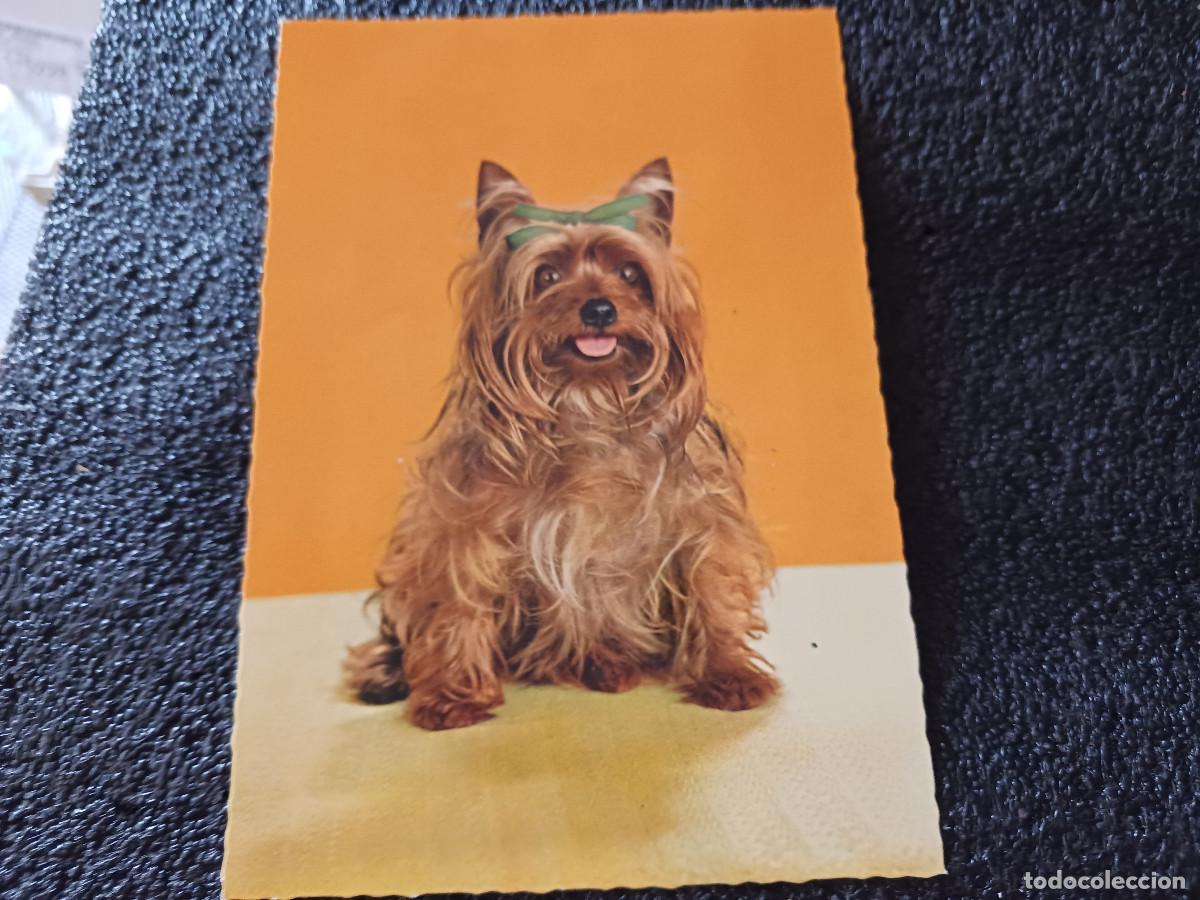 Postales: perrito yorkshire terrier, 1849/1, escrita - Foto 1