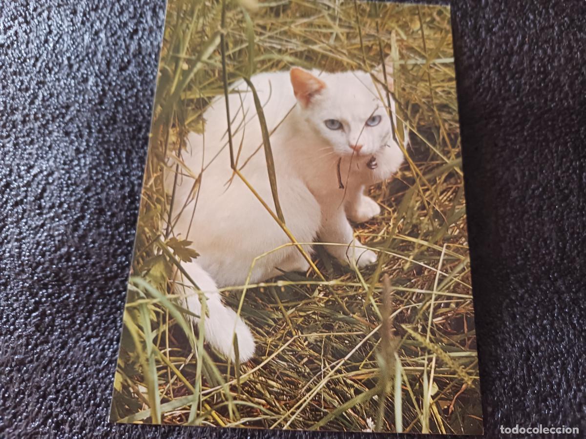 Postales: gato blanco de pelo corto