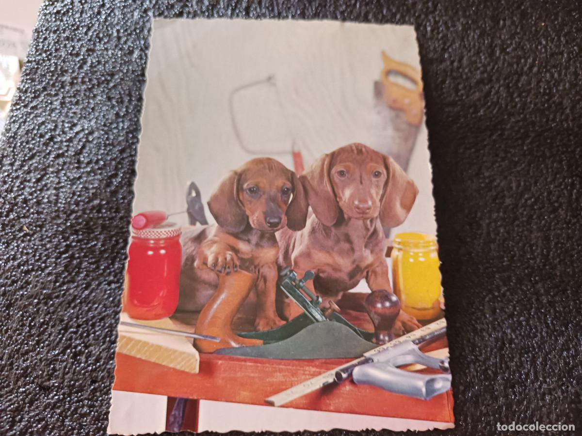 Postales: cachorros de teckels con herramientas, cyz 6583, circulada