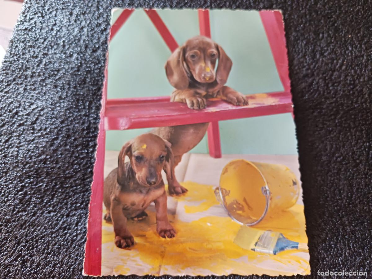 Postales: cachorros de teckels con herramientas, cyz 6583, circulada