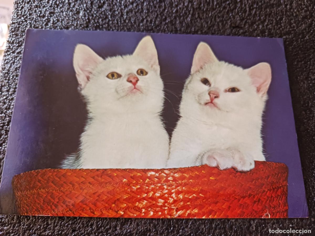 Postales: 2 gatitos en un cesto, postales vikingo, escrita