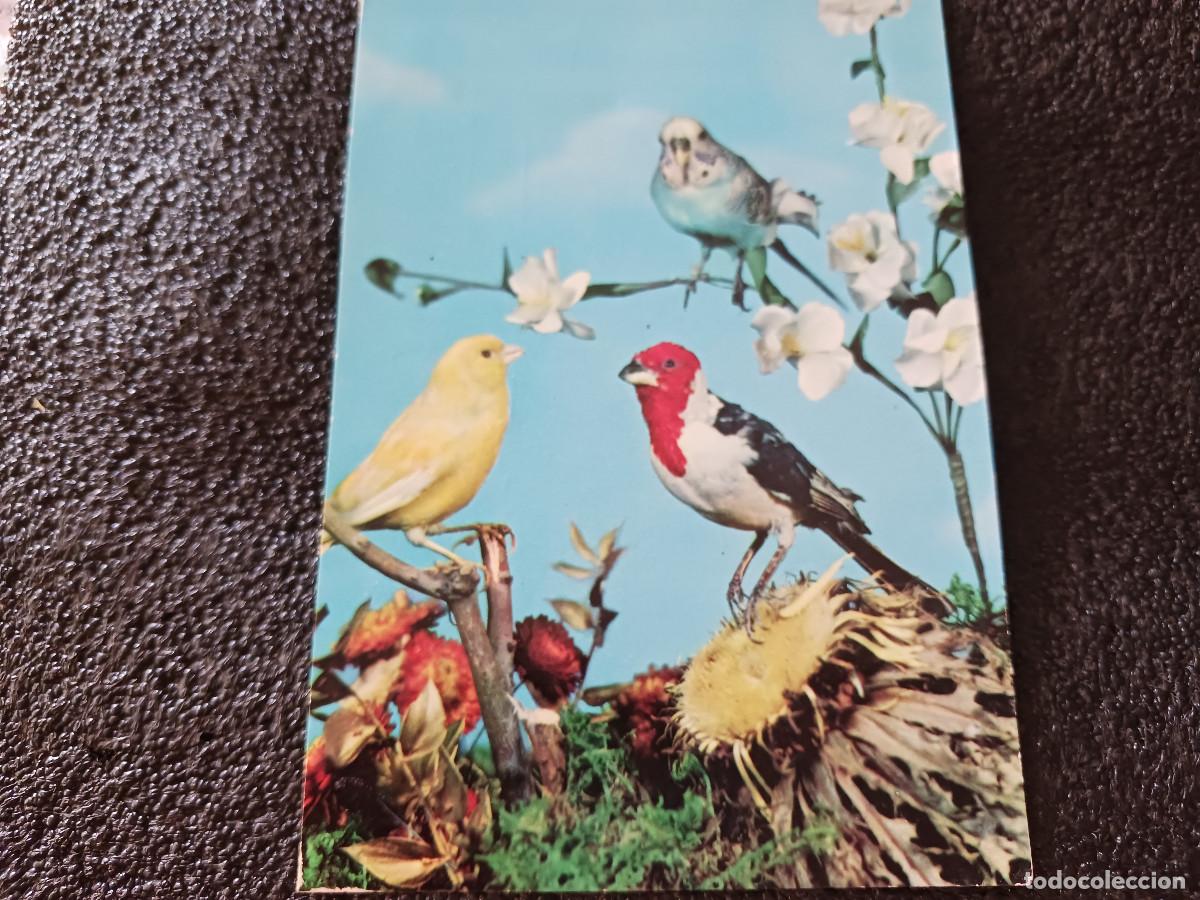 Postales: 3 diferentes clases de pajaritos, ed. raker 8030/d, circulada