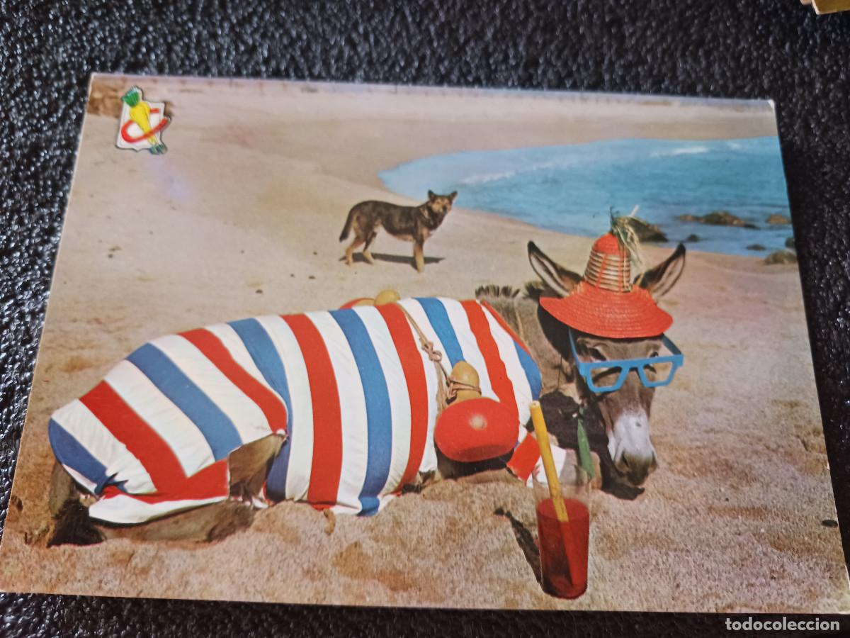 Postales: burrito en traje de ba&ntilde;o, ed. dominguez, circulada 1962