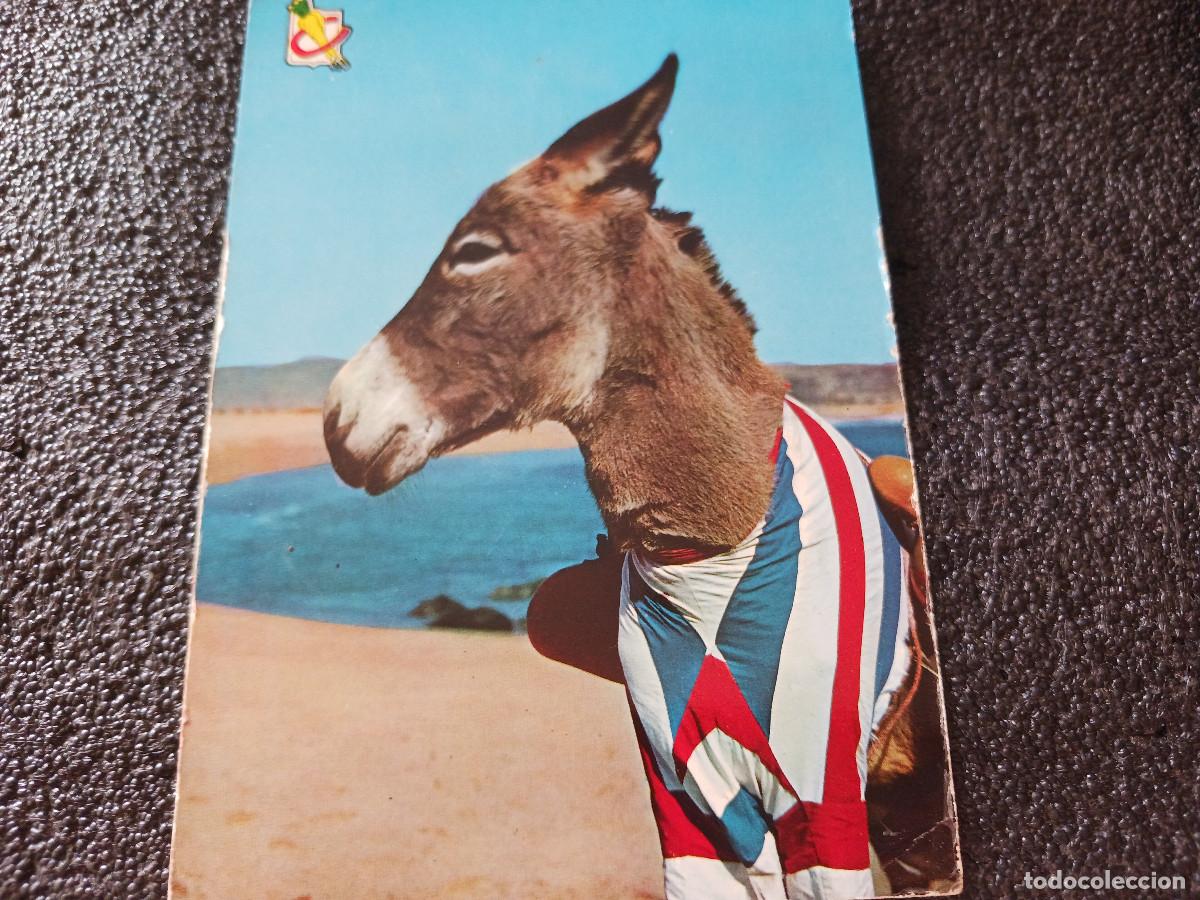 Postales: burrito en traje de ba&ntilde;o, ed. subirats, circulada 1962