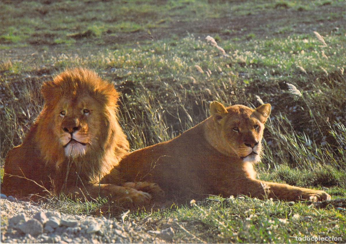 Postales: Postal de Safari Park Vergel Alicante con leones