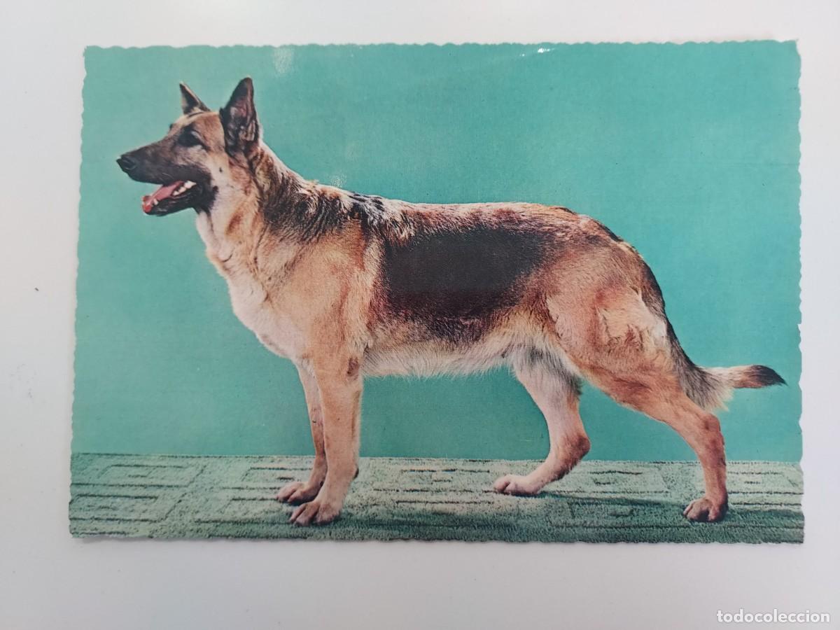 Postales: POSTAL PERRO PASTOR ALEMAN. SIN CIRCULAR. CECAMI 345