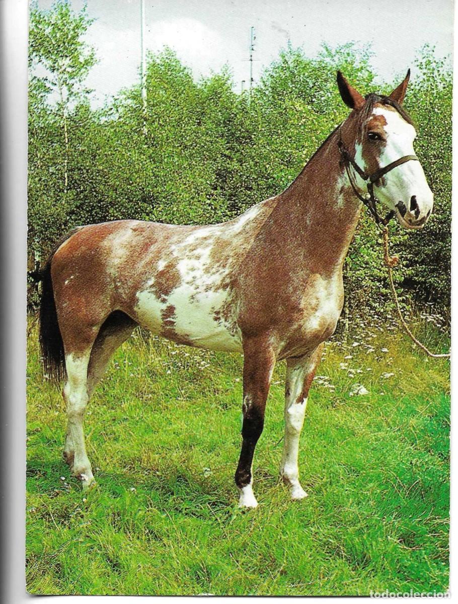 Postales: &rdquo;Caballo&rdquo; Moderna postal fotogr&aacute;fica Alemana. 1970s. 10 x 15 cms