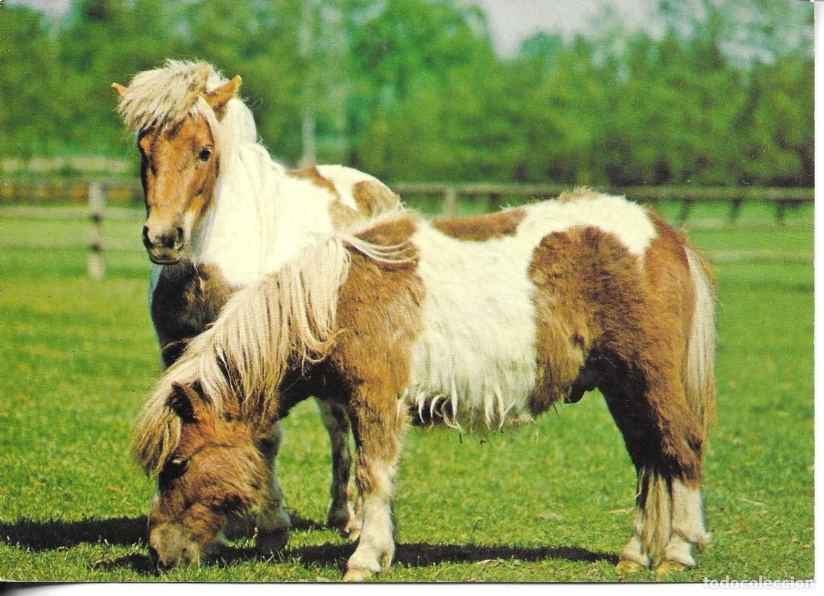 Postales: &rdquo;Dos caballos paciendo&rdquo; Moderna postal fotogr&aacute;fica Alemana. 1970s. 10 x 15 cms