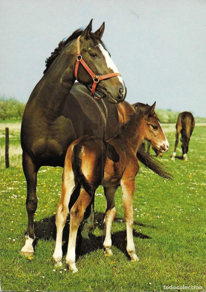 Postales: &rdquo;Caballos y potro en el campo&rdquo; Moderna postal fotogr&aacute;fica Alemana. 1970s. 10,5 x 15 cms.